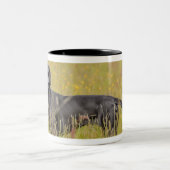 Tasse 2 Couleurs Chiot 16 mois (Centre)