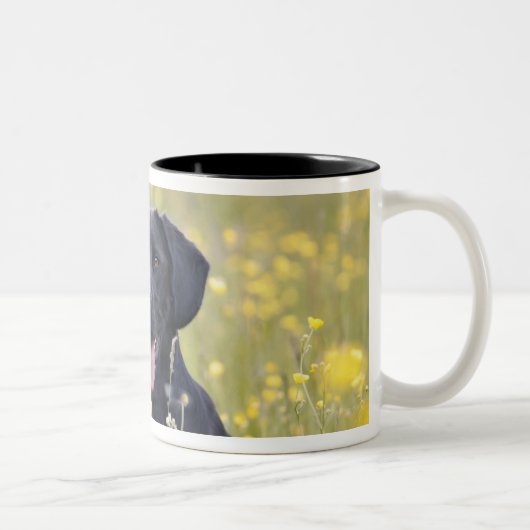 Tasse 2 Couleurs Chiot 16 mois 2 (Droit)