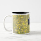 Tasse 2 Couleurs Chiot 16 mois 2 (Gauche)