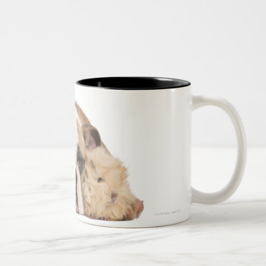 Tasse 2 Couleurs Chiot anglais de bouledogue (4 mois) et guine deux (Droit)