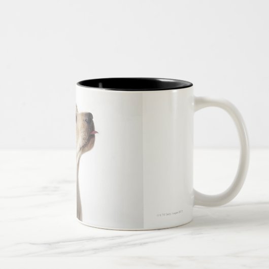 Tasse 2 Couleurs Chiot blond de Labrador collant la langue (Droit)