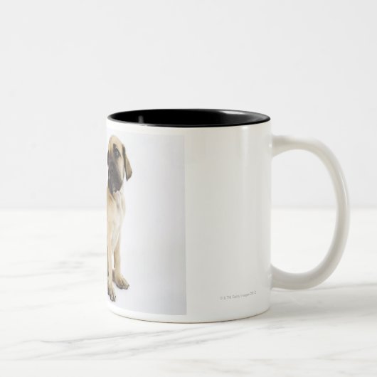 Tasse 2 Couleurs Chiot de great dane se reposant dans le studio (Droit)