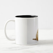 Tasse 2 Couleurs Chiot de great dane se reposant dans le studio (Gauche)