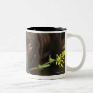 Tasse 2 Couleurs Chiot de Labrador se reposant dans l'herbe