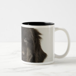 Tasse 2 Couleurs Chiot de Terre-Neuve, tir de studio