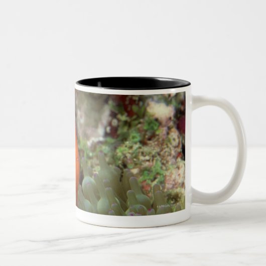 Tasse 2 Couleurs Clownfish 2 (Droit)