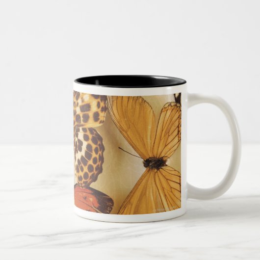 Tasse 2 Couleurs Collection de papillon (Droit)