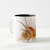 Tasse 2 Couleurs Coquille de Murex de peigne de Vénus (pectine de (Devant gauche)