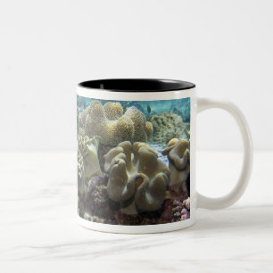 Tasse 2 Couleurs Corail, récif d'Agincourt, Grande Barrière de cora