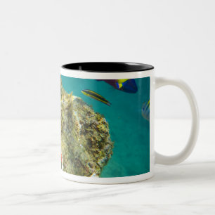 Tasse 2 Couleurs Cortez Rainbow Wrasse mâle et femelle et mer