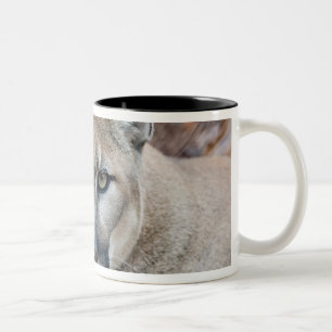 Tasse 2 Couleurs Couguar, lion de montagne, panthère de Floride, Pu