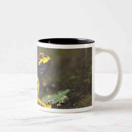 Tasse 2 Couleurs Dendrobate à bandes jaunes Dendrobates (Droit)