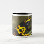 Tasse 2 Couleurs Dendrobate à bandes jaunes Dendrobates (Centre)