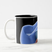 Tasse 2 Couleurs Dent, section transversale transparente d'une (Gauche)