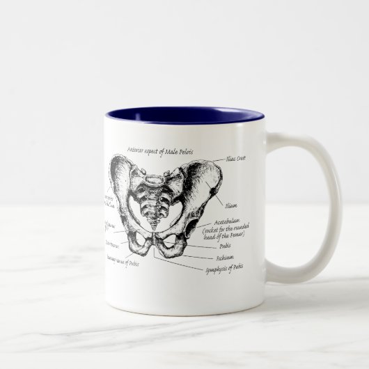 Tasse 2 Couleurs Détails masculins de bassin (Droit)