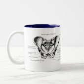 Tasse 2 Couleurs Détails masculins de bassin (Gauche)