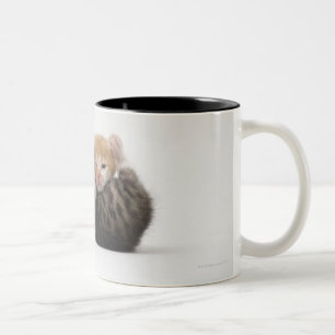 Tasse 2 Couleurs Deux chatons caressant sur l'arrière - plan blanc
