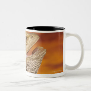 Tasse 2 Couleurs Dragon barbu (Pogona Vitticeps) sur la roche,