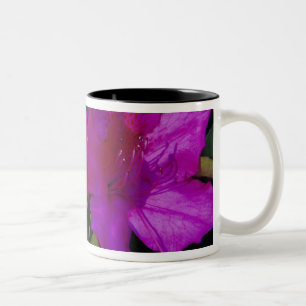 Tasse 2 Couleurs É.-U. Géorgie, Savannah. Azalée en fleurs.