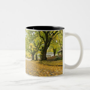 Tasse 2 Couleurs Eastmoreland dans la vue de route et d'arbre