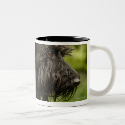 Tasse 2 Couleurs Écossais Terrier (Droit)