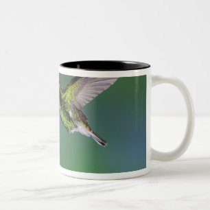 Tasse 2 Couleurs Émeraude à tête cuivrée, Elvira cupreiceps,
