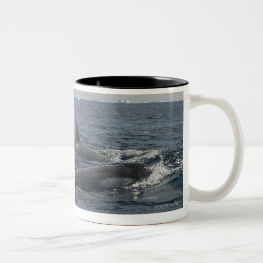 Tasse 2 Couleurs épaulard (Droit)