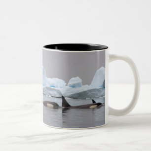 Tasse 2 Couleurs épaulards (orques), Orcinus orca, groupe