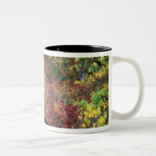 Tasse 2 Couleurs États-Unis, Alaska, Parc national Denali, Orignal