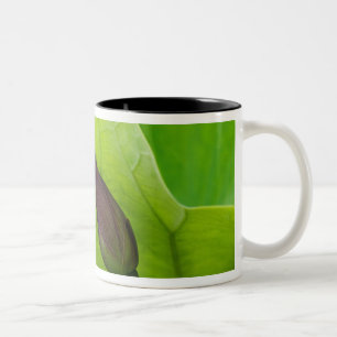 Tasse 2 Couleurs États-Unis; Caroline du Nord; feuille et bourgeon