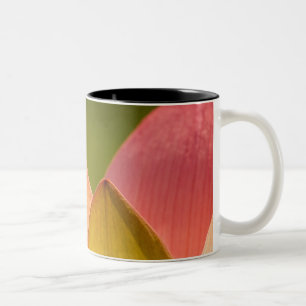 Tasse 2 Couleurs États-Unis, DC, Washington, Kenilworth 3