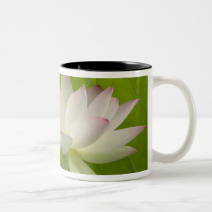 Tasse 2 Couleurs États-Unis, DC, Washington, Kenilworth Aquatique