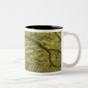 Tasse 2 Couleurs États-Unis ; Géorgie ; Savannah. Chênes avec