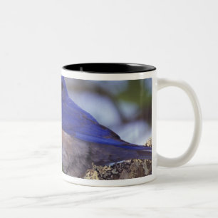 Tasse 2 Couleurs États-Unis, Oregon. Merlebleu de l'Ouest mâle