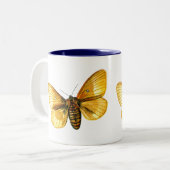 Tasse 2 Couleurs femelle de Bombyx quercus (Devant gauche)