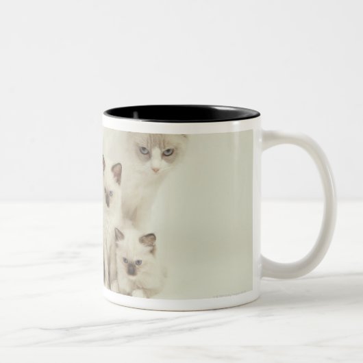 Tasse 2 Couleurs Femelle de chat de Ragdoll avec des chatons (Droit)