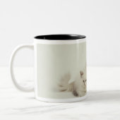 Tasse 2 Couleurs Femelle de chat de Ragdoll avec des chatons (Gauche)