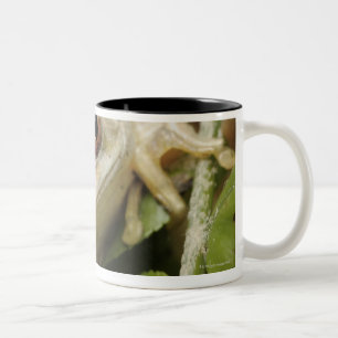 Tasse 2 Couleurs Fermez-vous de la grenouille d'arbre forestier