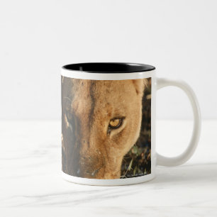 Tasse 2 Couleurs Fermez-vous de la lionne (Panthera Lion) et de