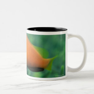 Tasse 2 Couleurs Fermez-vous des poissons d'anémone des Maldives,