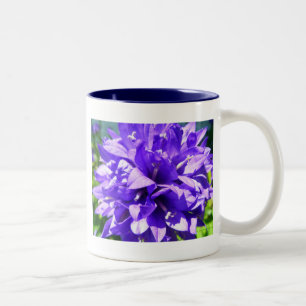 Tasse 2 Couleurs Fleur en grappe (Campanula glomerata Superba)