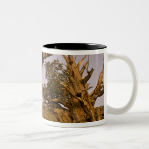 Tasse 2 Couleurs Forêt antique de bristlecone, Montagnes blanches, 