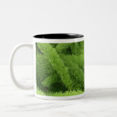 Tasse 2 Couleurs Foxtail Fern, Asparagus densiflorus myers (Gauche)