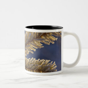 Tasse 2 Couleurs Gelée sur arbre à feuilles persistantes, Homer, Al