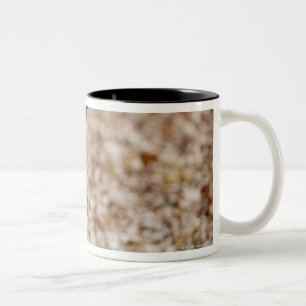 Tasse 2 Couleurs golden retriever en parc en automne