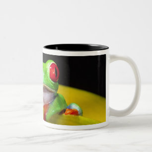Tasse 2 Couleurs Grenouille aux yeux rouges, Agalychinis callidryas