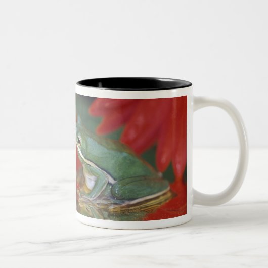 Tasse 2 Couleurs Grenouille et réflexions parmi les fleurs. Crédit  (Droit)
