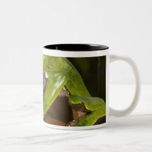 Tasse 2 Couleurs Grenouille feuille géante Phyllomedusa bicolor) 3