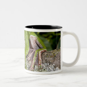 Tasse 2 Couleurs Grenouille géante glissante, Polypedates dennysi s