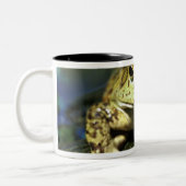 Tasse 2 Couleurs Grenouille taureau. (Gauche)
